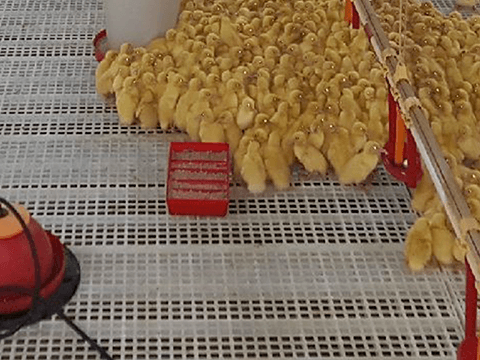 caillebotis canards polypropylène